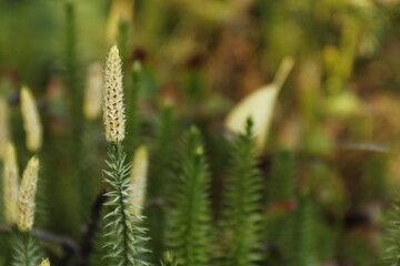 Widlak Jałowcowaty, Spinulum annotinum, interrupted club-moss