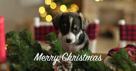 Christmas card with cute puppy border collie on a background of Christmas decorations