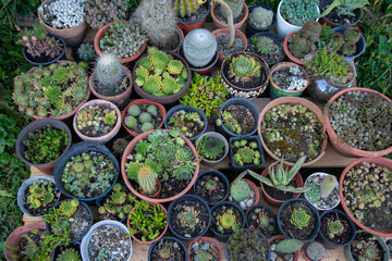 Various types beautiful cactus for sale in cactus farm. Top view image.