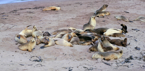 hooker sealion colony on Enderby island south of New Zealand.