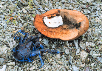 Coconut crab on the island of  Lifou ,New Caledonia in the south Pacific..
