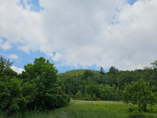 Obraz premium Meadow and trees in the mountains near Walbrzych on a sunny spring day, Walbrzych, Poland.