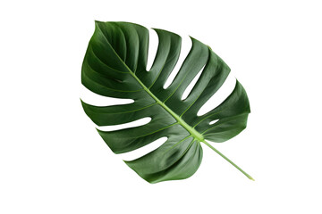 Monstera leaf isolated on transparent background. Generative ai