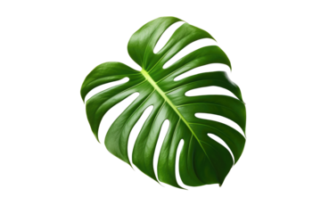 Monstera leaf isolated on transparent background. Generative ai