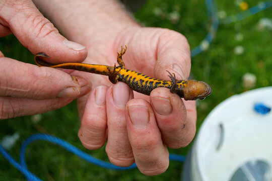 Great Crested Newt (Triturus cristatus), Ecological Survey