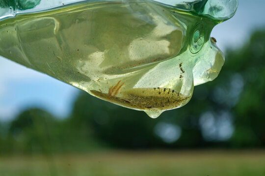 Great Crested Newt (Triturus cristatus), Ecological Survey