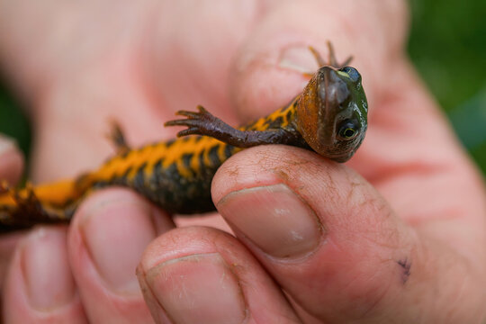 Great Crested Newt (Triturus cristatus), Ecological Survey