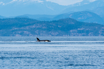 Iconic BC Northern Resident Orca
Mountains, forests, ocean and Northern Resident Orca, thus is BC