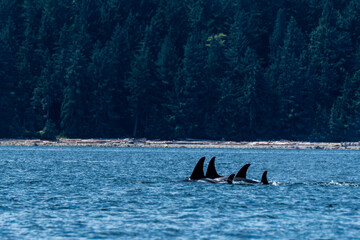 Iconic Northern Resident Orca
A pod of iconic Northern Resident Orca swim so close together along...