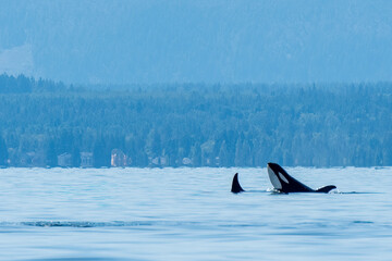 Northern Resident Orca spy hop A mother Northern Resident Orca spy hops to check the safety of the surrounding waters for her young calf © Trudie