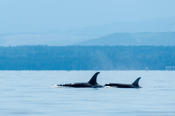 Mother and calf Northern Resident Orca A mother and calf Northern Resident Orca share a peaceful moment swimming in traquil waters in British Columbia © Trudie