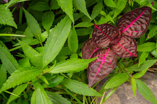 Iresine herbstii bloodleaf tropical plant on the forest. The photo is suitable to use botanical content media, environmental poster and nature background.