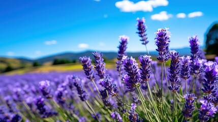 a close up of purple flowers