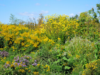 Field of Wildflowers in the park in Ontario