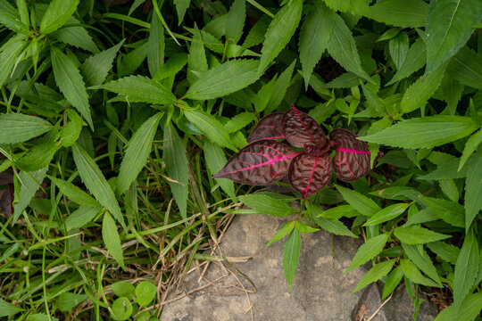 Iresine herbstii bloodleaf tropical plant on the forest. The photo is suitable to use botanical content media, environmental poster and nature background.