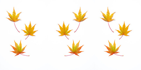 Fototapeta na wymiar Pattern with colorful fall leaves isolated on a white background. Top view, copy space.