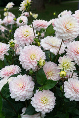 Light pink decorative Dahlias
