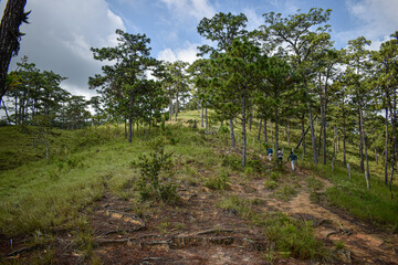 paisaje de montañas y arboles en la sierra de mexico, oaxaca, arboles de pino 