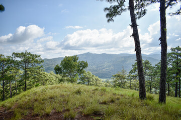 Obraz premium paisaje en montañas de mexico, oaxaca, sierra de oaxaca , arboles de pino