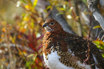 Alaska ptarmigan
