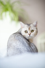 Obraz na płótnie Canvas british silver tabby cat at home
