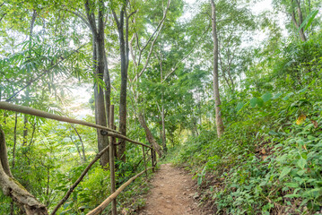 Obraz premium calming green forest in the morning