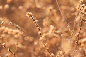 PLANTAS SECAS NO NORDESTE DO BRASIL