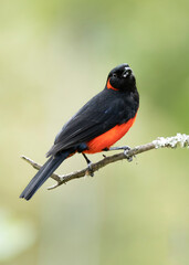 red-breasted tanager