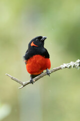 red-breasted tanager