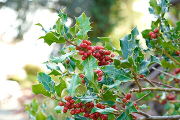 herbstliche rote beeren 3