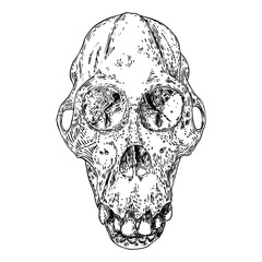 Orangutan skull or Orang-utan skull, monkey skull hand drawn, isolated on white. Drawing sketch of the skull of great ape. Witchcraft, Halloween, occultism, mythology and folklore attribute. Vector. - 649971397