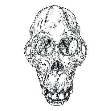 recommend clip art: Orangutan skull or Orang-utan skull, monkey skull hand drawn, isolated on white. Drawing sketch of the skull of great ape. Witchcraft, Halloween, occultism, mythology and folklore attribute. Vector.