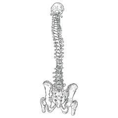 Human spine bones anatomy with Intervertibral disks, Cervical, Thoracic, Lumbar vertebrae and Pelvis Sacrum Ilium Oschium, Coccyx bones. Hand drawing sketch. Vector.