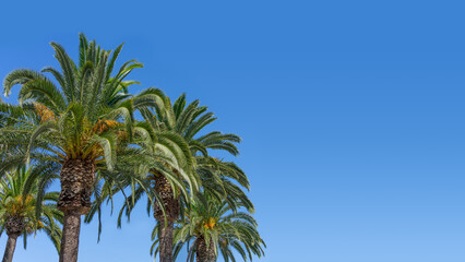 Group of date palm trees with a clear blue sky