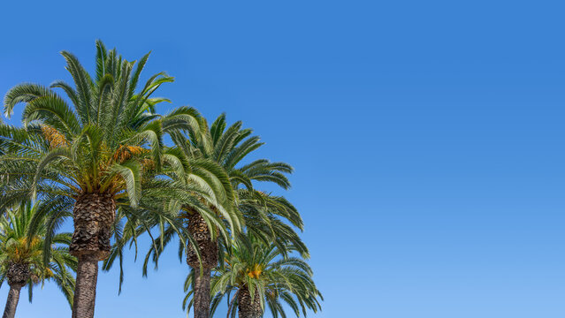 Group of date palm trees with a clear blue sky