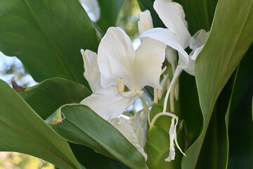 White ginger lily flowers. Zingiberaceae perennial plants native to tropical Asia. Flowering season is from August to October. It is the national flower of Cuba.