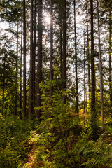 Natural Forest of Spruce Trees. Beautiful deep forest scene. Light beam in woodland. Forest wood background