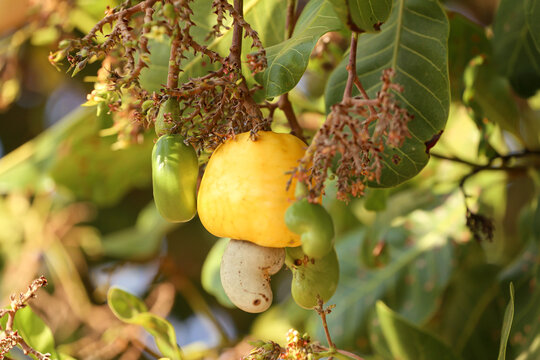CAJU AMARELO COM CASTANHA NO NORDESTE DO BRASIL