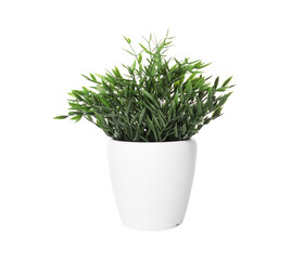 Artificial potted baby panda plant on white background. Home decor
