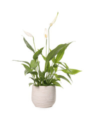 Blooming spathiphyllum in pot on white background. Beautiful houseplant