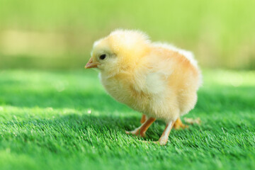 Cute chick on green artificial grass outdoors, closeup. Baby animal