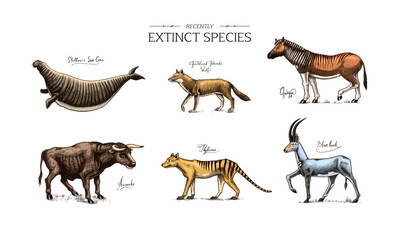 Extinct species. Wild mammal animals and birds. Tasmanian wolf, Quagga. Aurochs. Blue antelope. Steller's sea cow. Hand drawn vector engraved sketch. Graphic vintage style. 