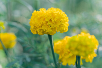 Yellow Marigold flowers bloom in the garden, beautiful soft green natural background