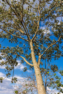 embauba tree, with blue sky in the background
