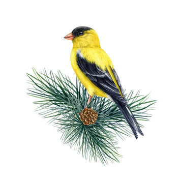 Goldfinch bird on a conifer branch decor. Watercolor illustration. Spinus tristis realistic image. Hand drawn yellow goldfinch on a pine twig decoration. Wildlife forest bird on white background