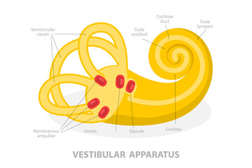 3D Isometric Flat  Conceptual Illustration of Vestibular Apparatus, Human Ear Anatomy - obrazy, fototapety, plakaty