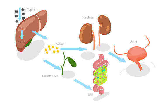 3D Isometric Flat  Conceptual Illustration of Liver Detoxification, Educational Labeled Description