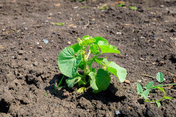 Cucumber shoots. Background with selective focus and copy space