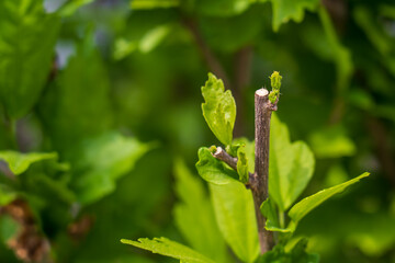 Pruned tree branches in the garden. Caring for plants and trees. Background with selective focus