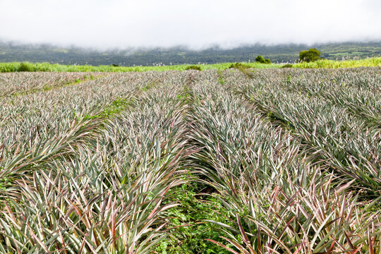 Victoria pineapple field in Reunion Island